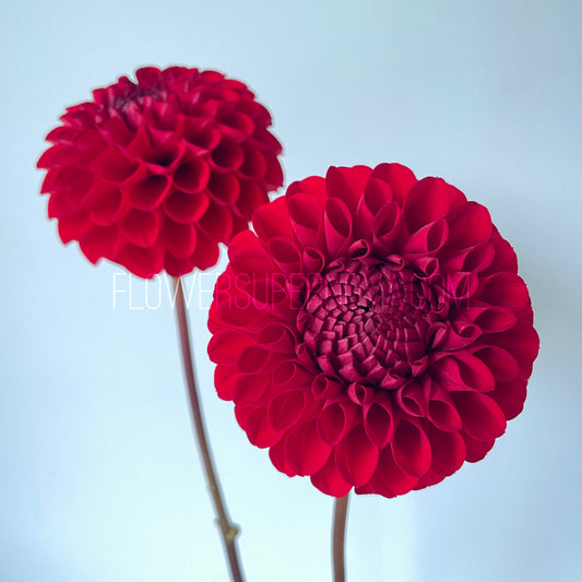 Dahlia Van Isle Ruby Slippers