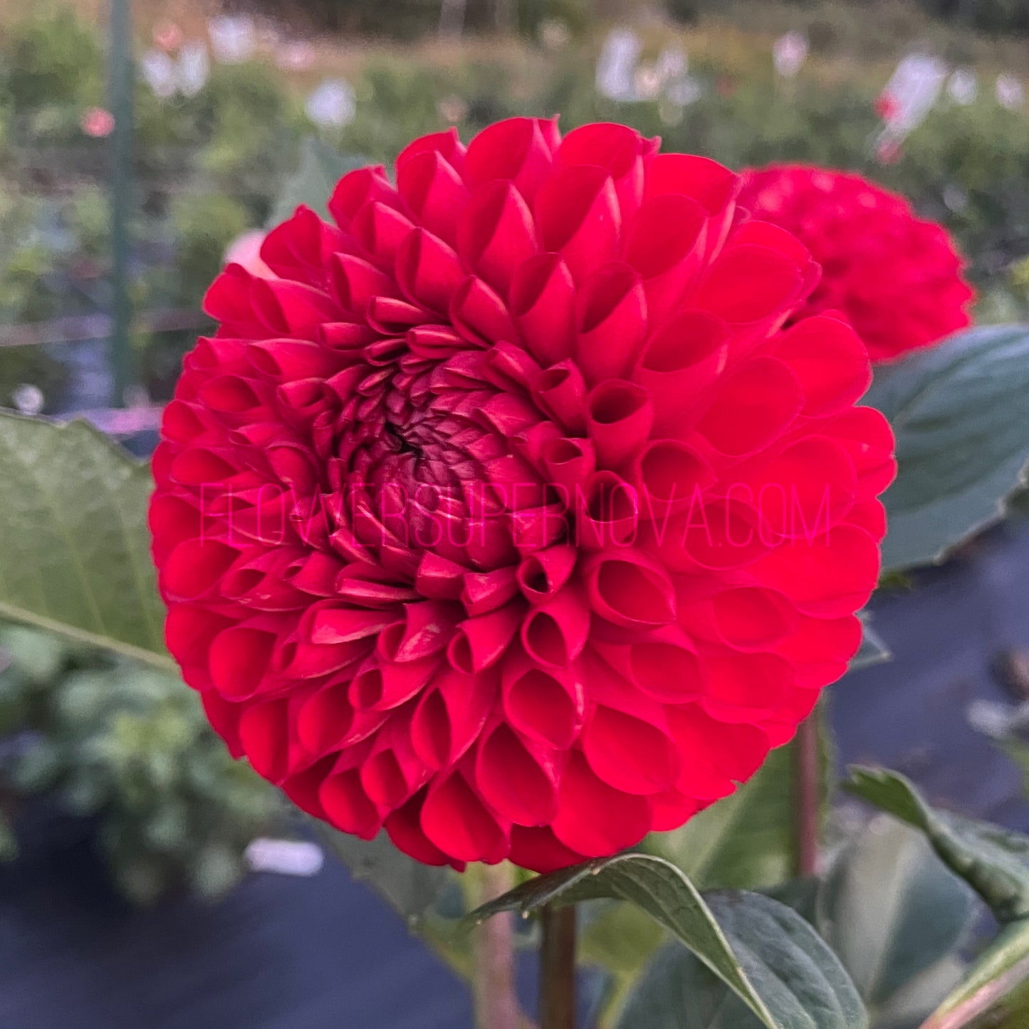 Dahlia Van Isle Ruby Slippers