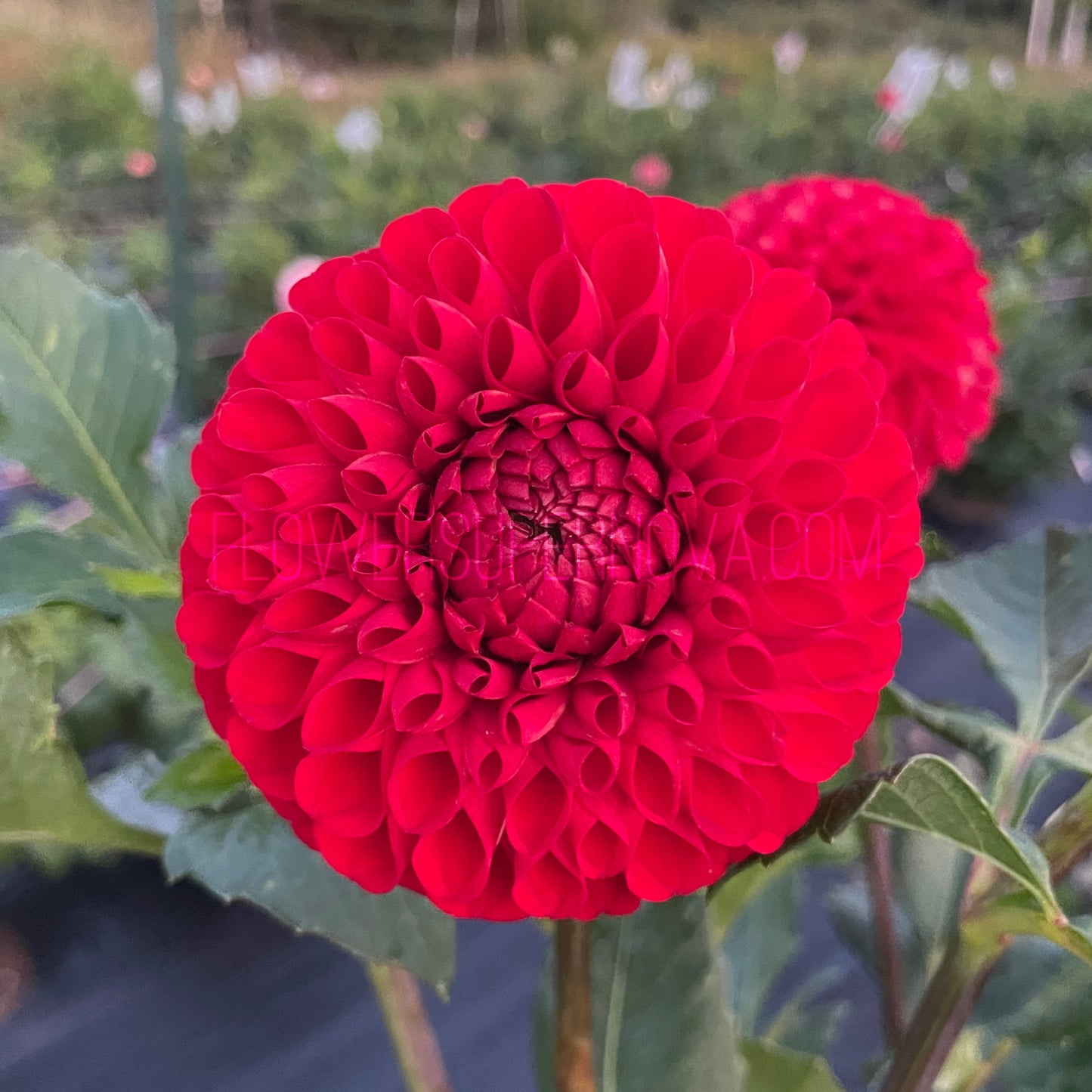 Dahlia Van Isle Ruby Slippers