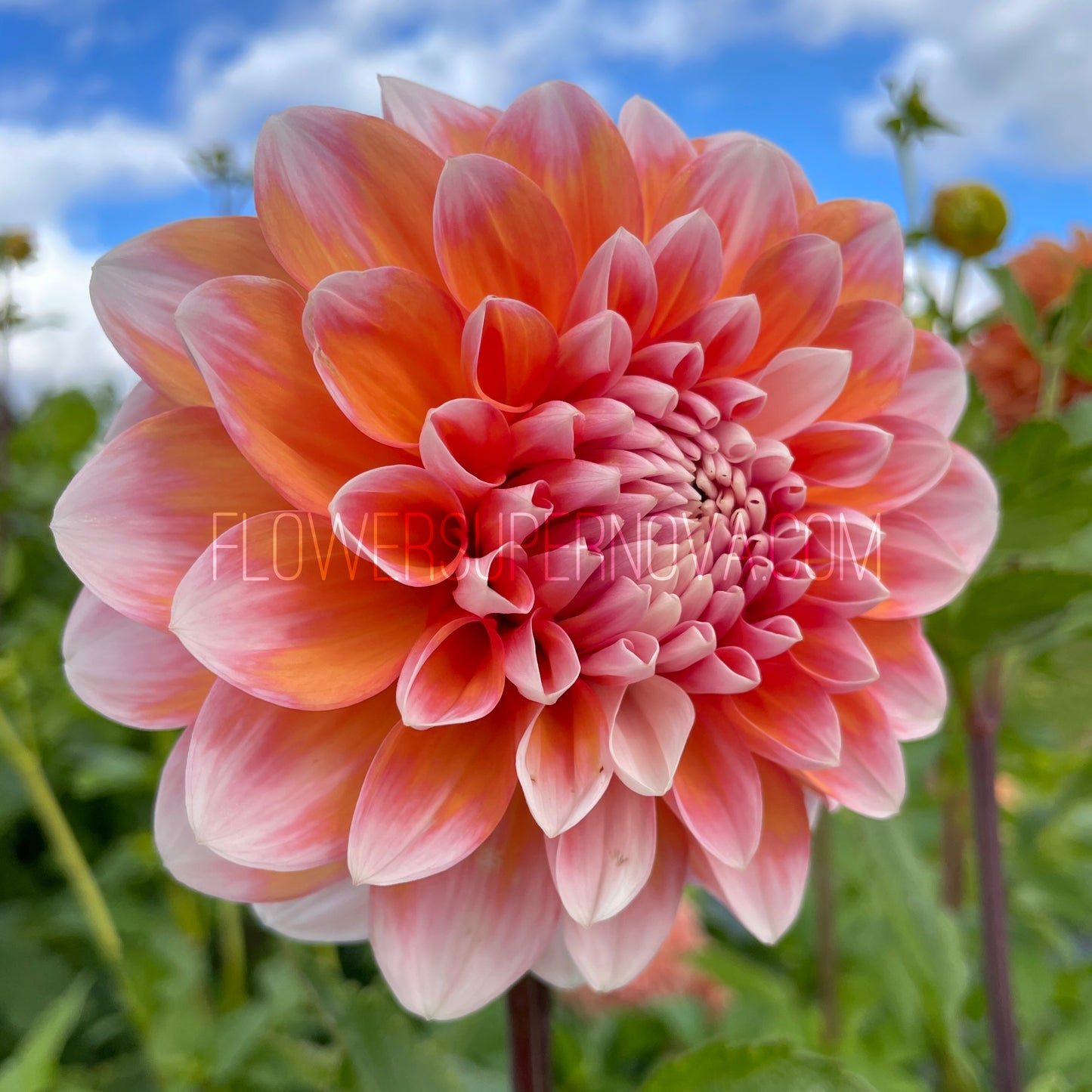 Dahlia Vian 2 Tango