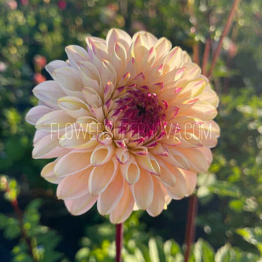 Dahlia Wine Eyed Jill