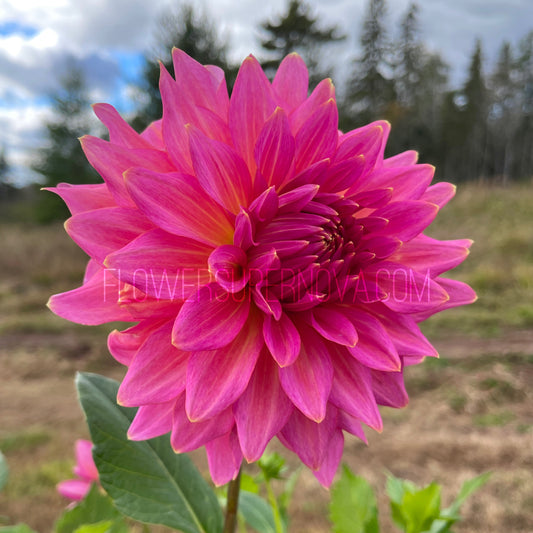 Dahlia Wyoming Wedding