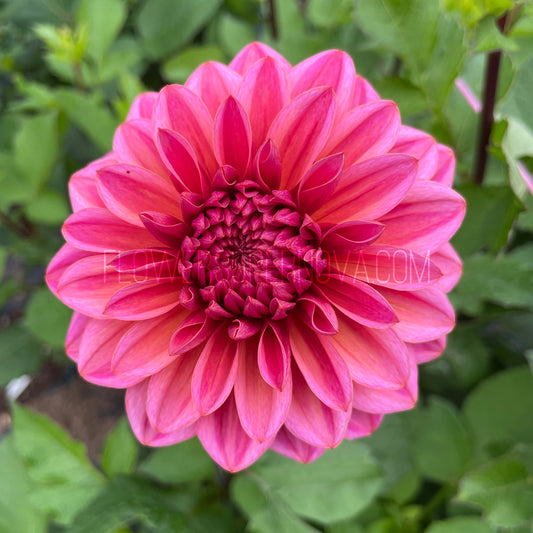 Dahlia Salmon Runner