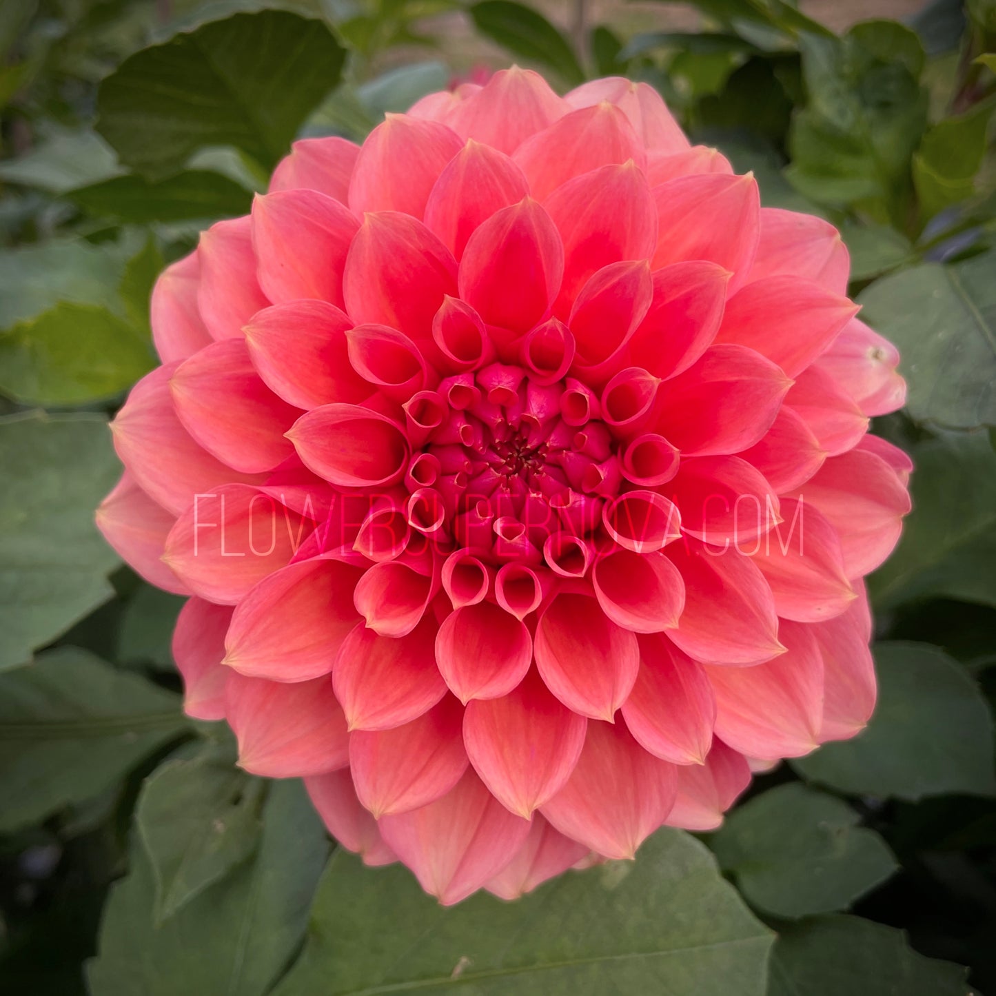 Dahlia RM Pink Sugar - LIMIT 1