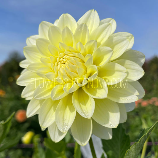 Dahlia Lemon Drops