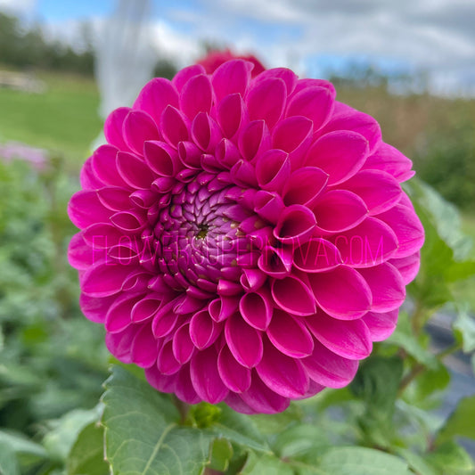 Dahlia Mary's Jomanda