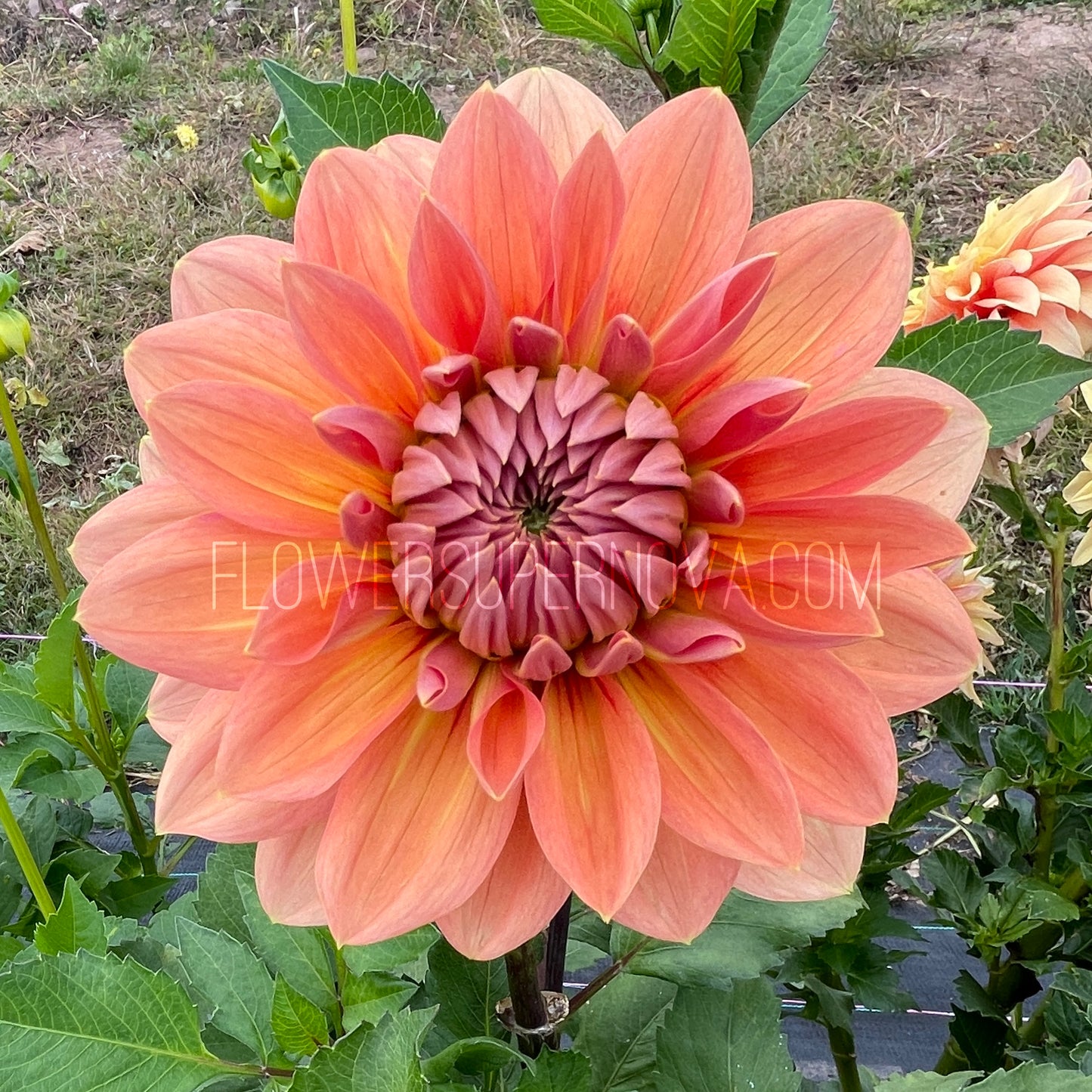 Dahlia Nicholas