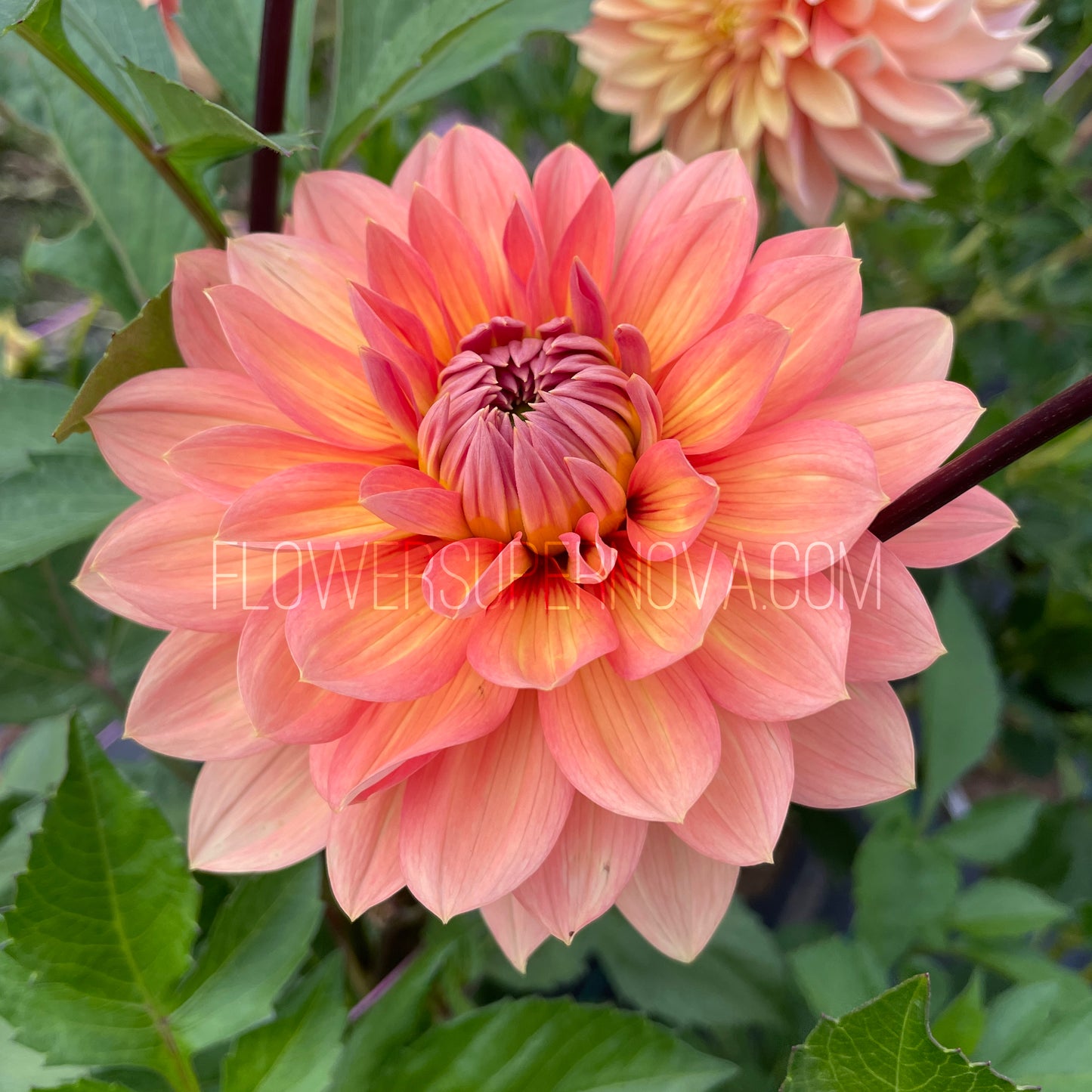 Dahlia Nicholas