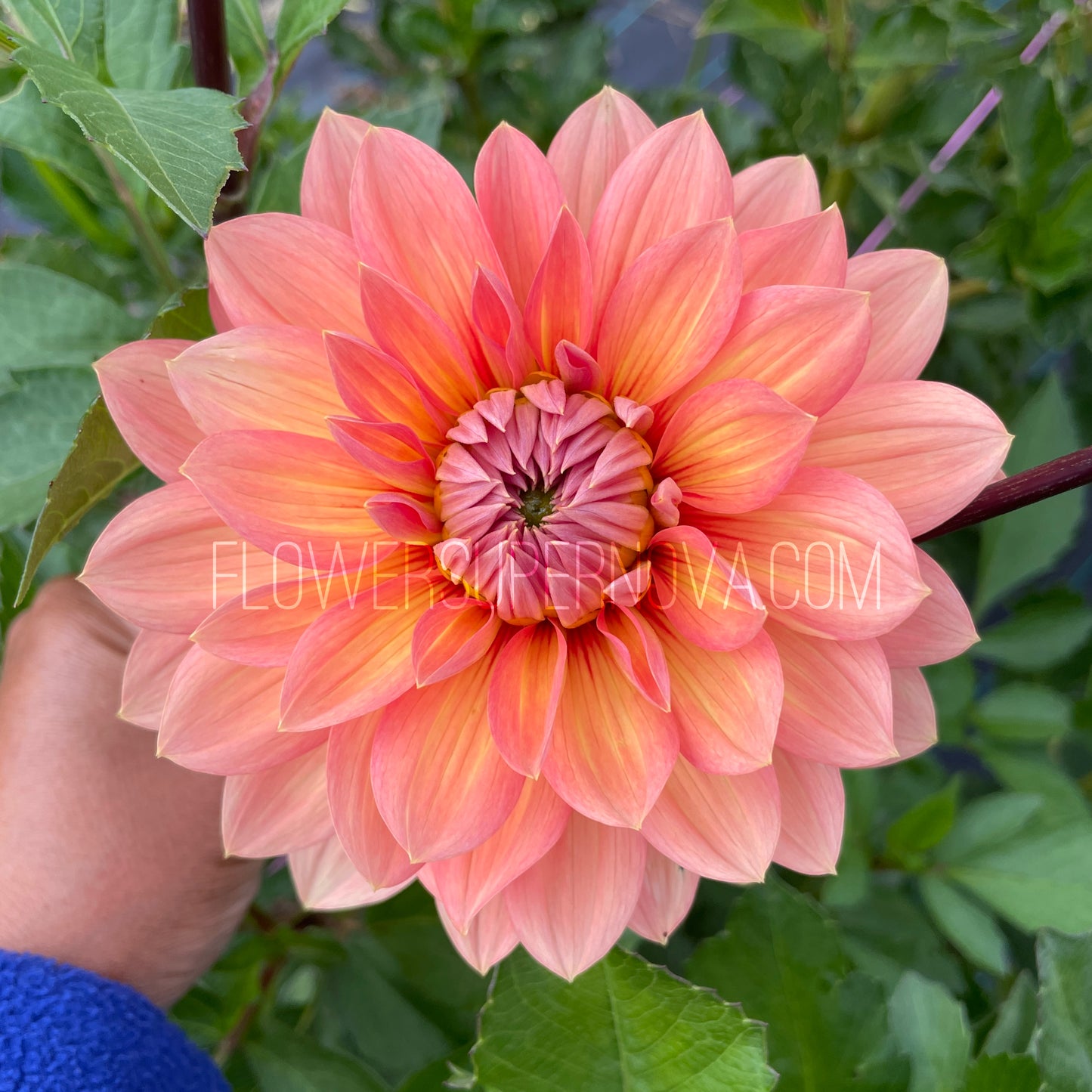 Dahlia Nicholas