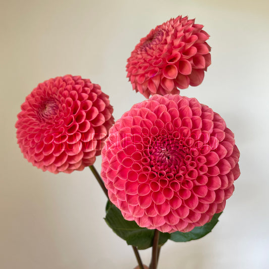 Dahlia Crazy 4 Wylie Quinn - LIMIT 1