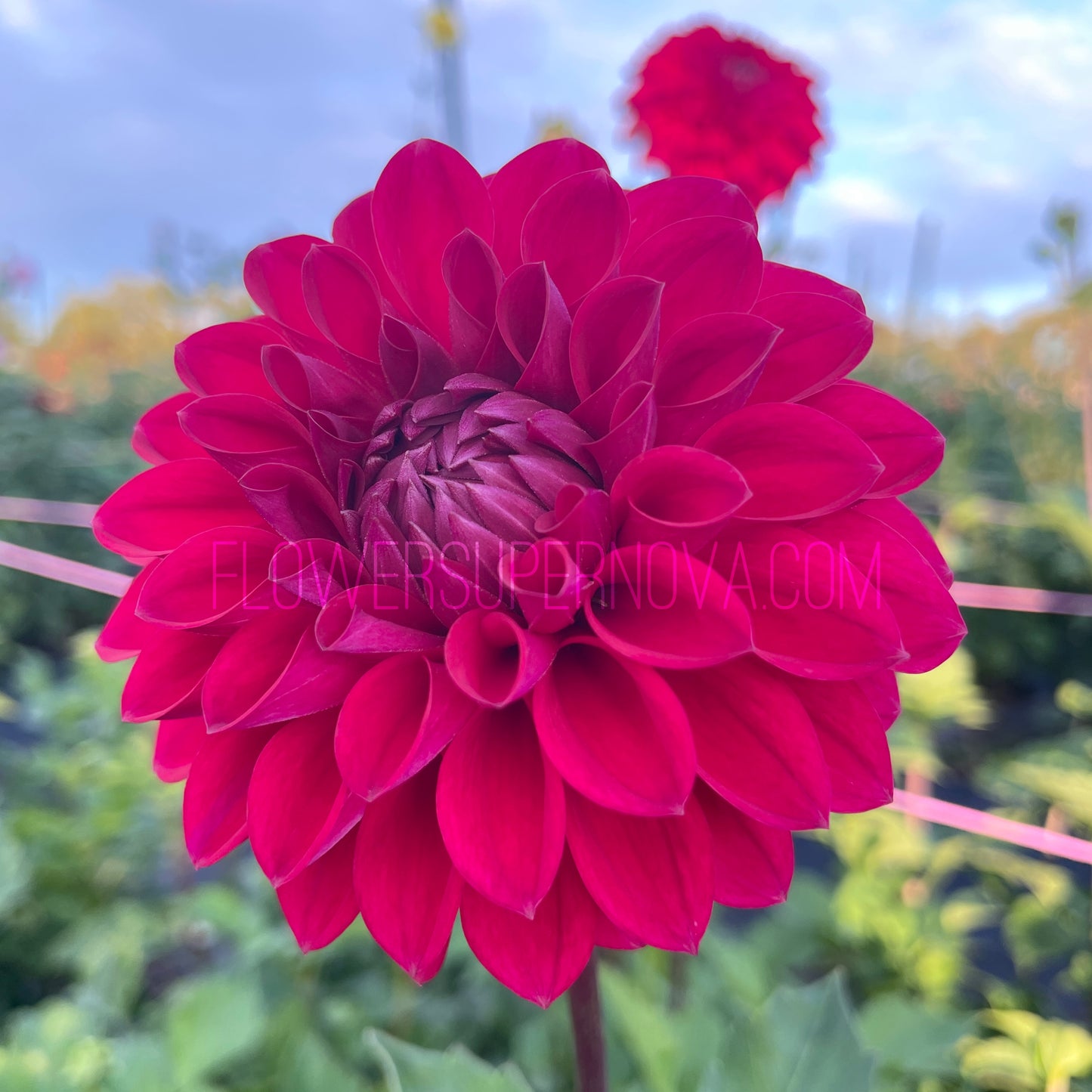 Dahlia Barbarry Triumph