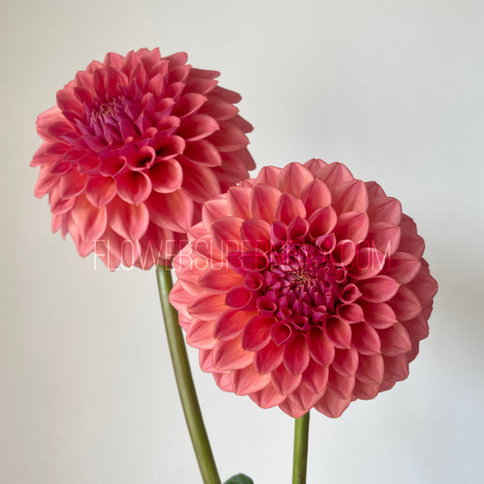 Dahlia Crazy 4 Don - LIMIT 1