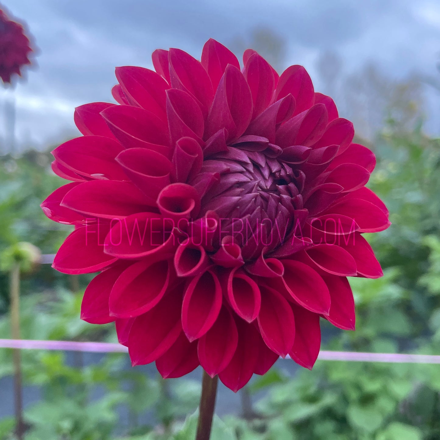 Dahlia Barbarry Triumph