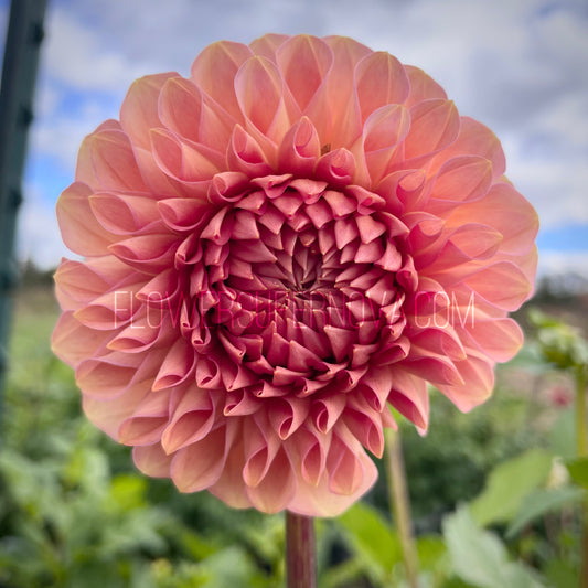 Dahlia 20th Ave Pink Cloud - LIMIT 1