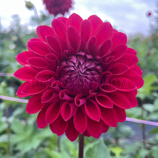 Dahlia Barbarry Triumph