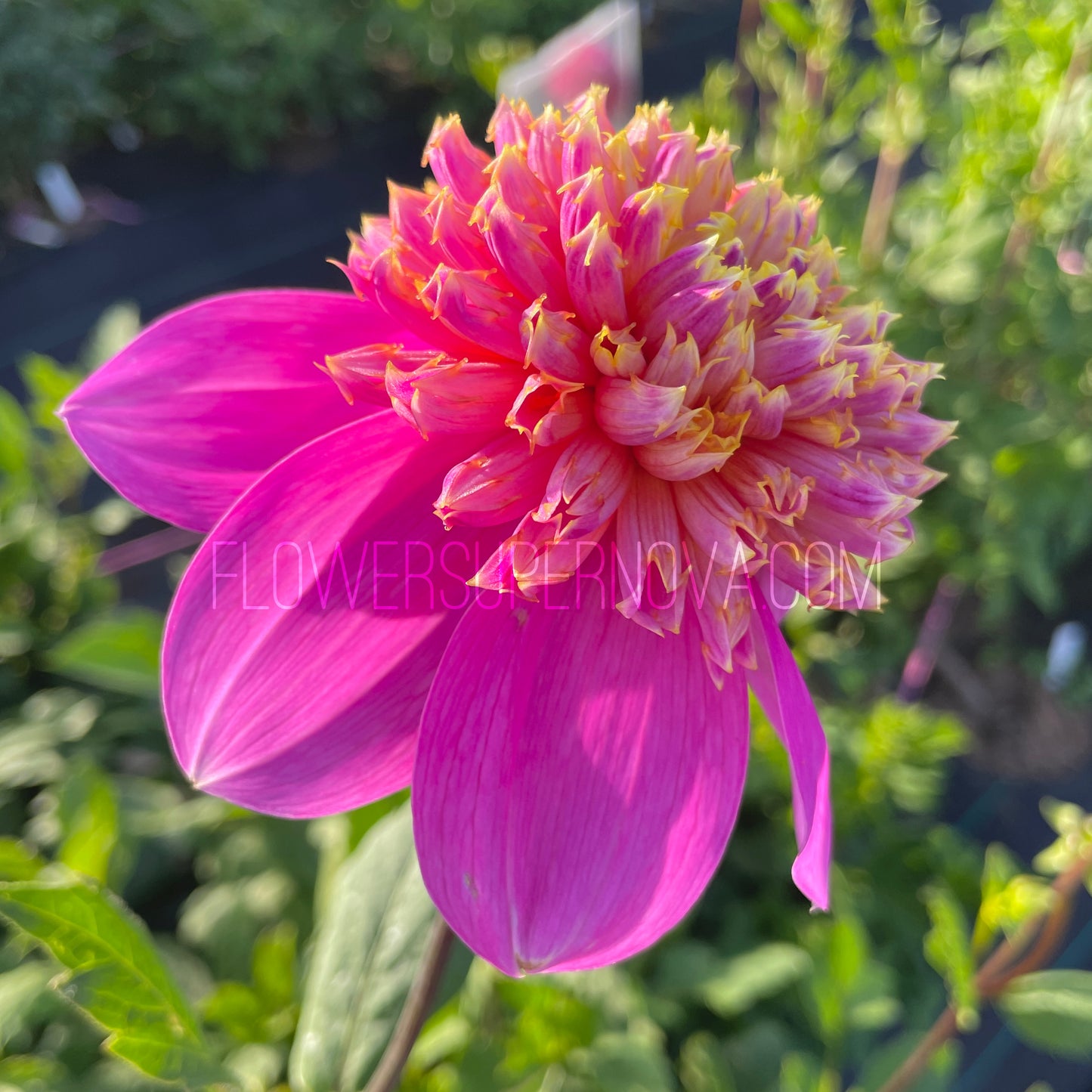 Dahlia Bloomquist Ginnie