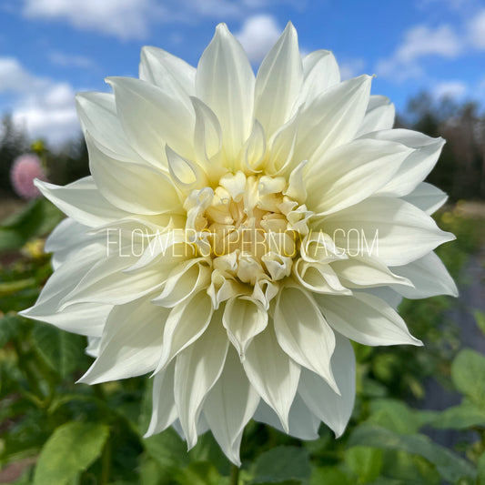 Dahlia Snowbound