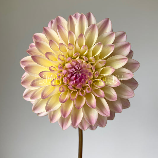 Dahlia Coralie