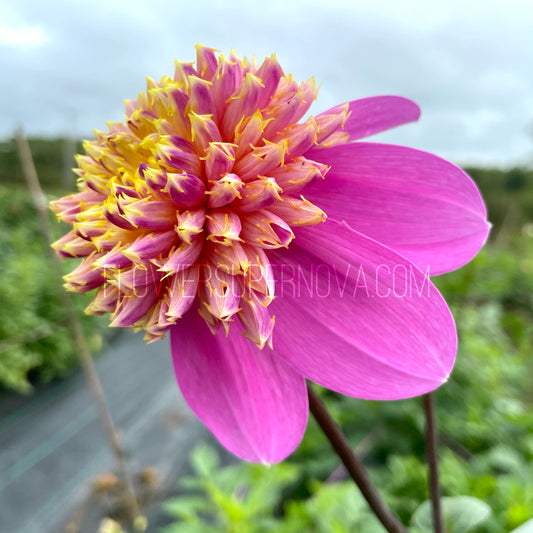 Dahlia Bloomquist Ginnie