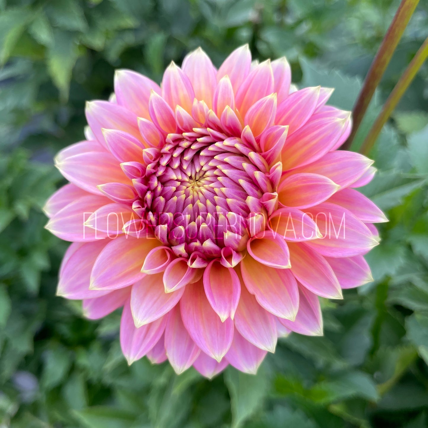 Dahlia Bloomquist Mojo