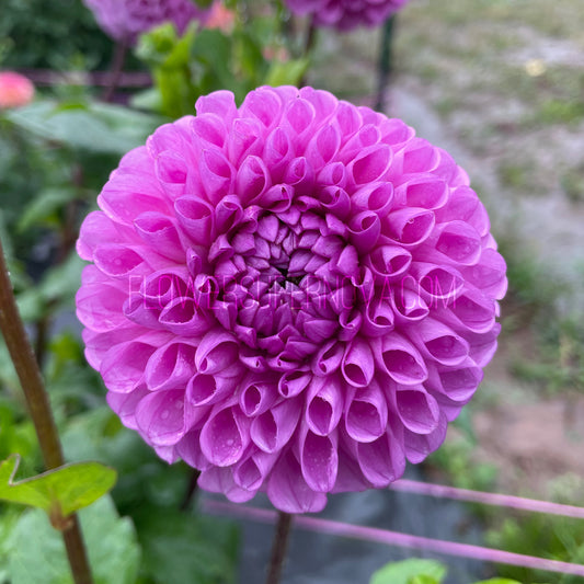 Dahlia Westerton Folly