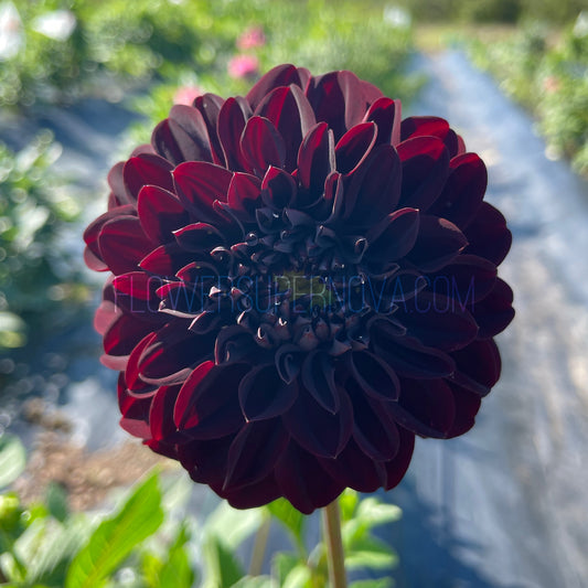 Dahlia La Recoleta