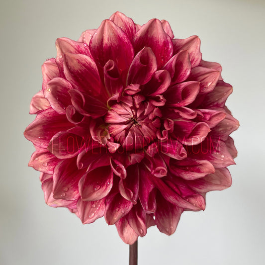 Dahlia Bloomquist York