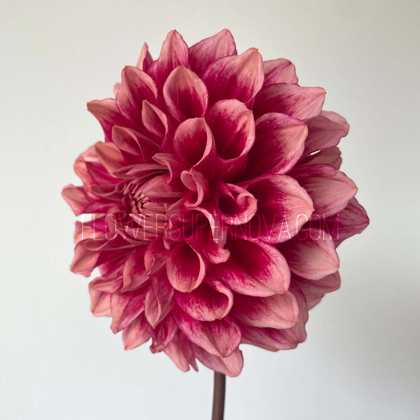 Dahlia Bloomquist York