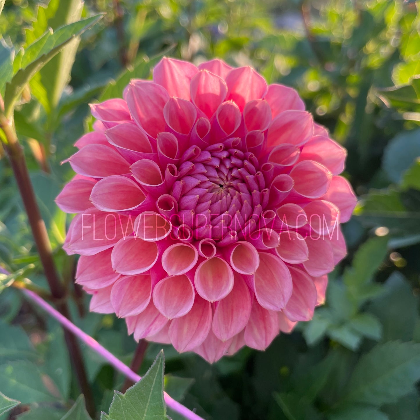 Dahlia Bracken Rose - LIMIT 1