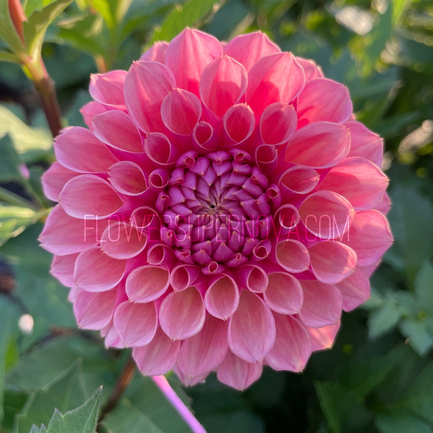 Dahlia Bracken Rose - LIMIT 1