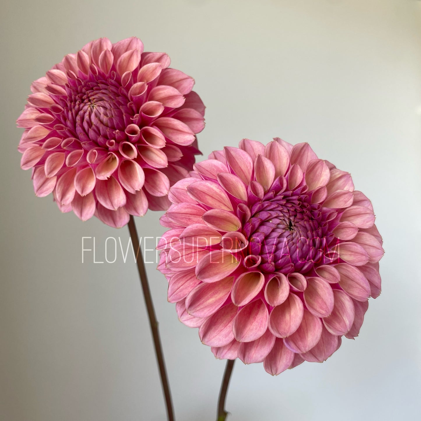 Dahlia Bracken Rose - LIMIT 1