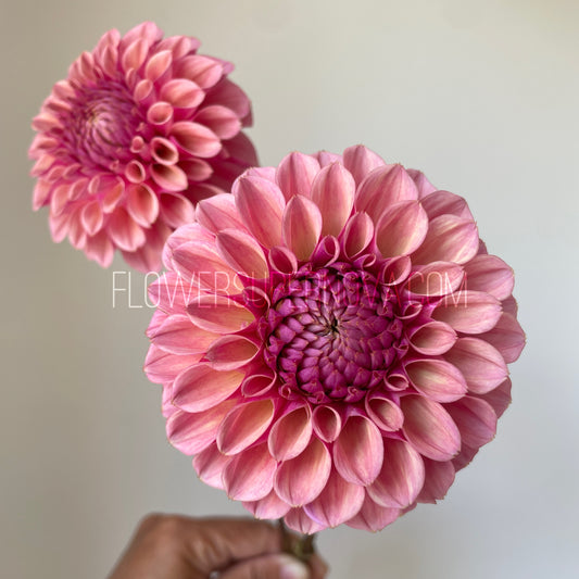 Dahlia Bracken Rose - LIMIT 1