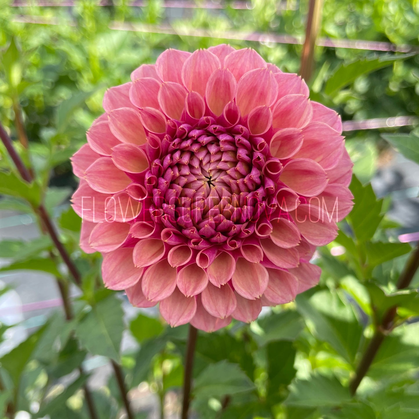 Dahlia Bracken Rose - LIMIT 1