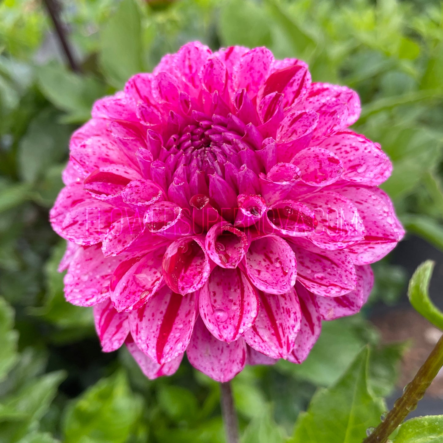 Dahlia Calico Rose