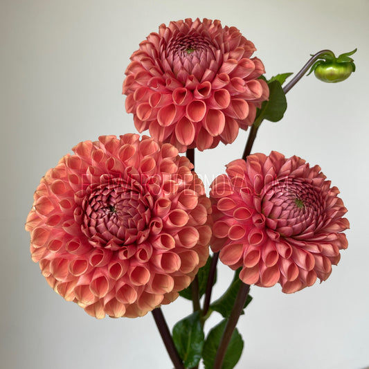 Dahlia Cornel Bronze