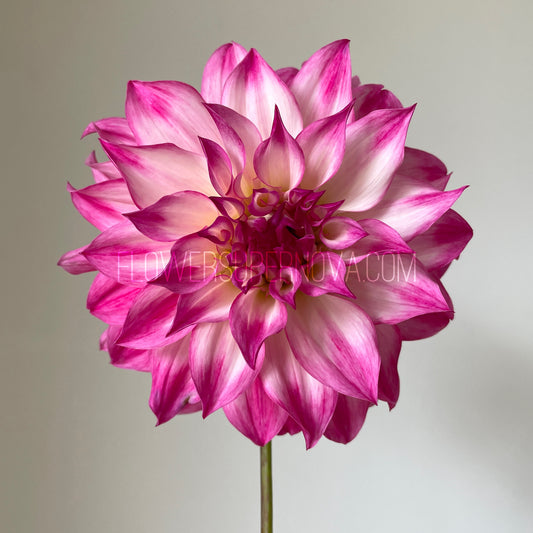 Dahlia Colorado Classic