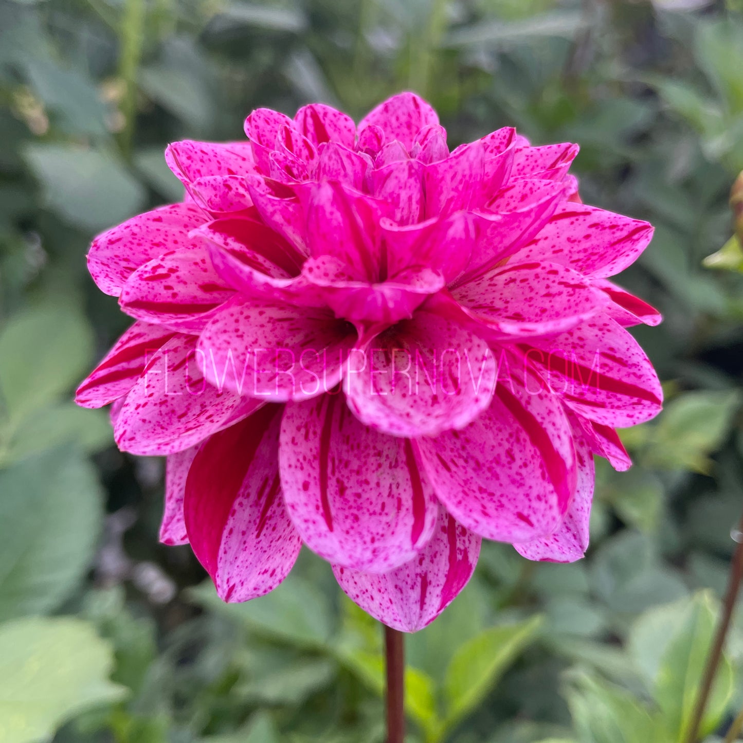 Dahlia Calico Rose