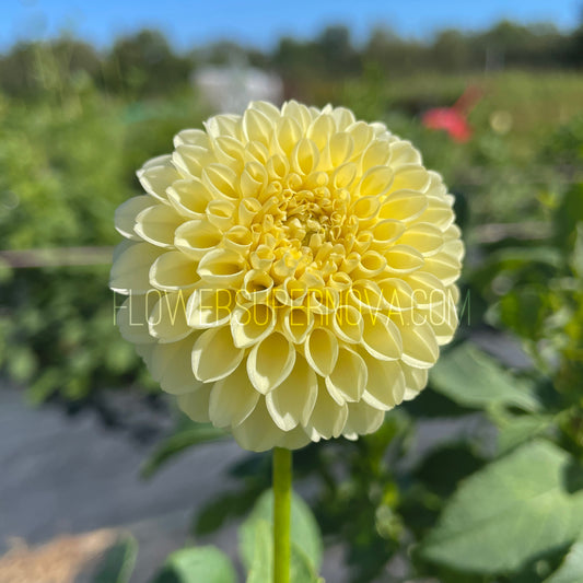 Dahlia Creamy