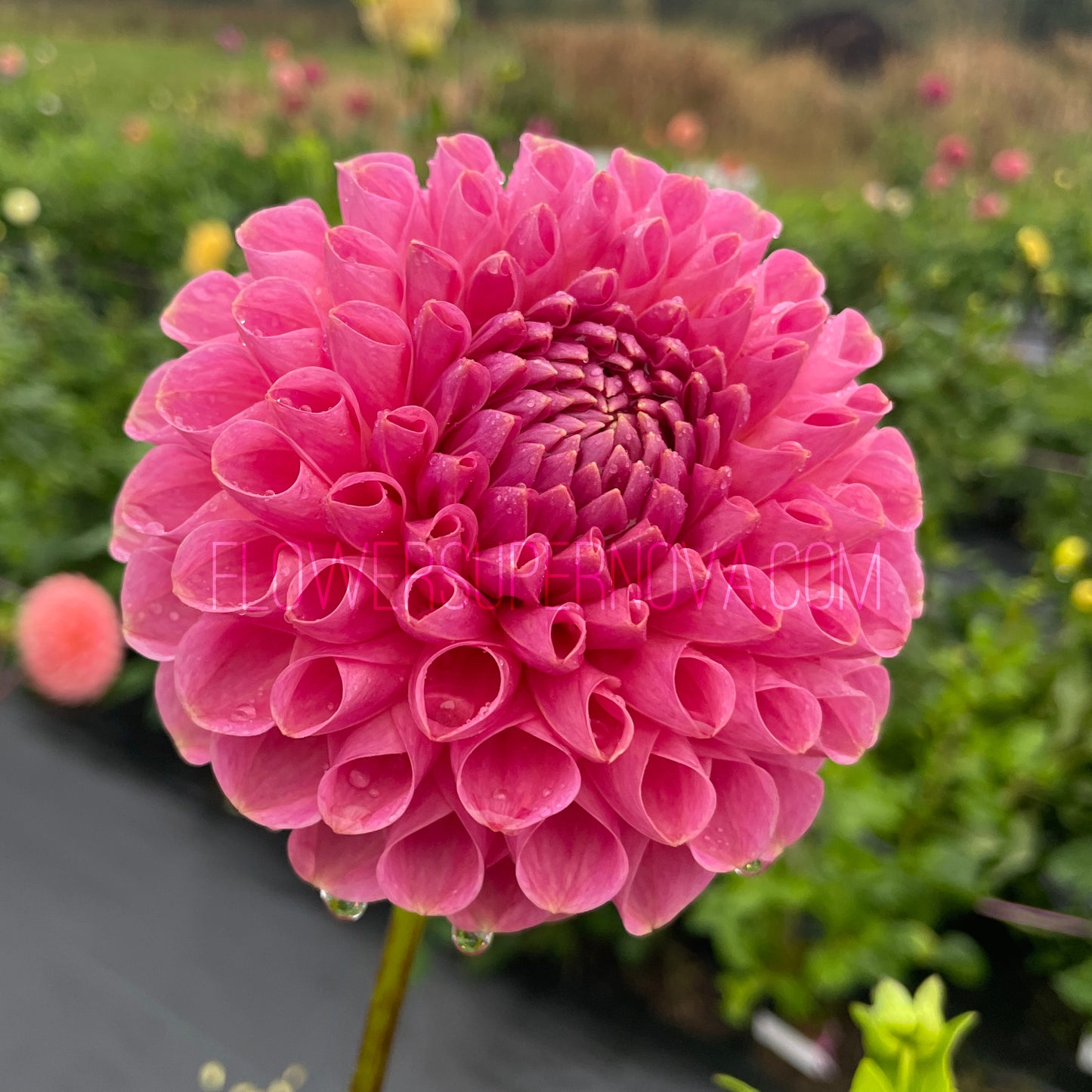 Dahlia Clearview Peachy