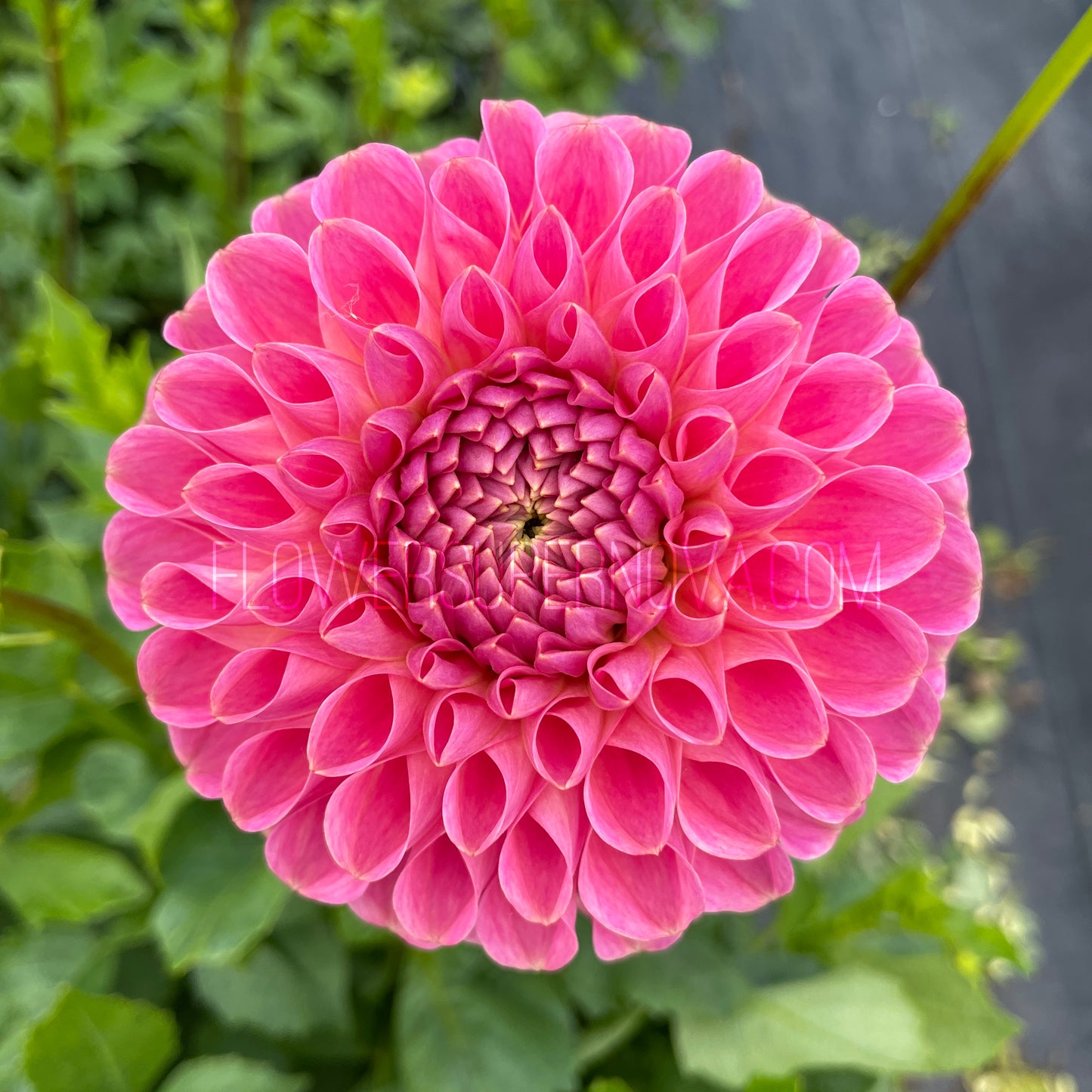 Dahlia Clearview Peachy