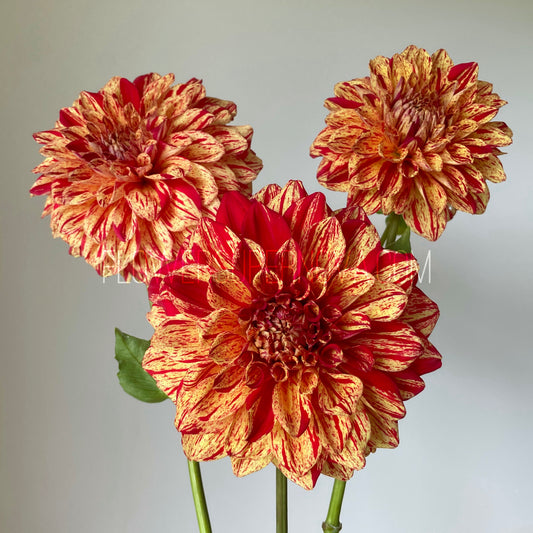 Dahlia Gloriosa