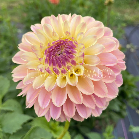 Dahlia Elks Tennley Rose - LIMIT 1