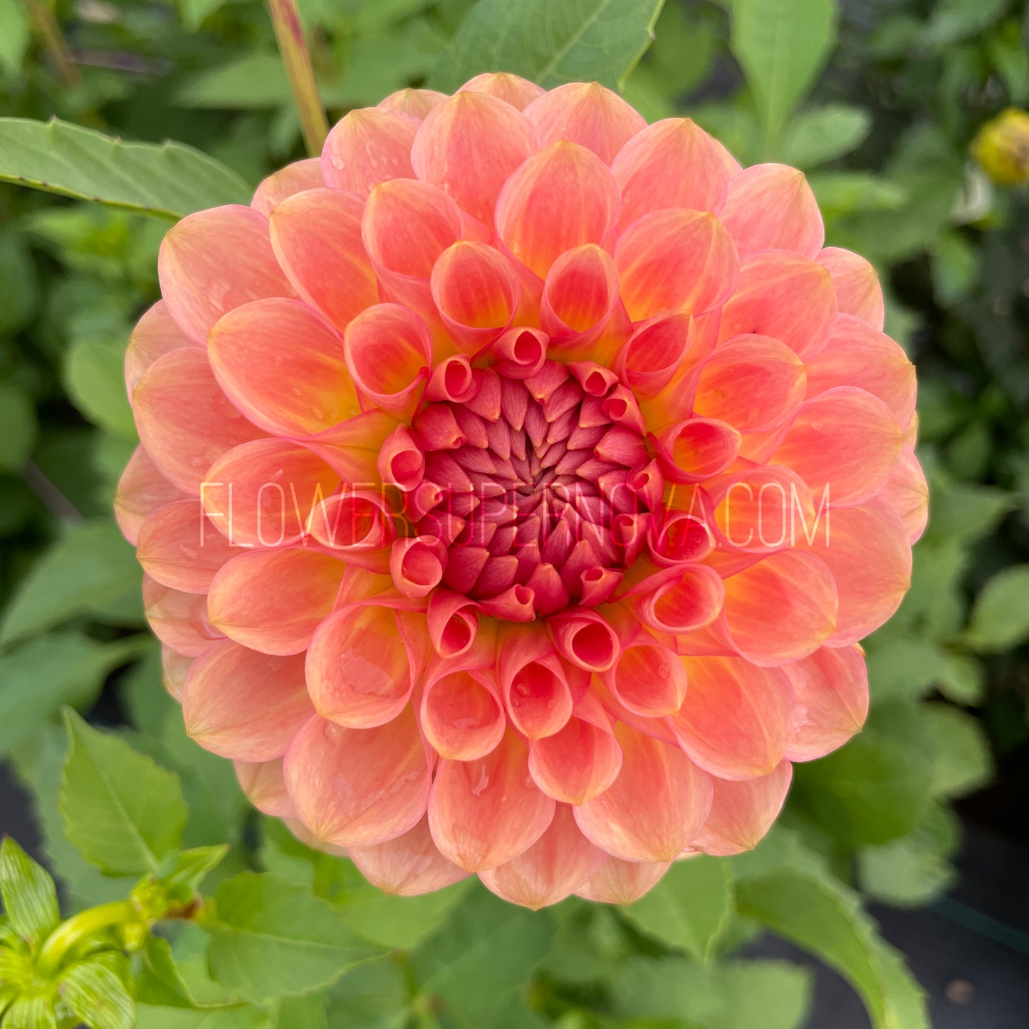 Dahlia 20th Ave Softer Peach - LIMIT 1