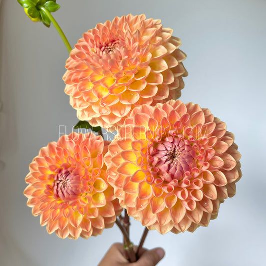 Dahlia Blyton Softer Gleam