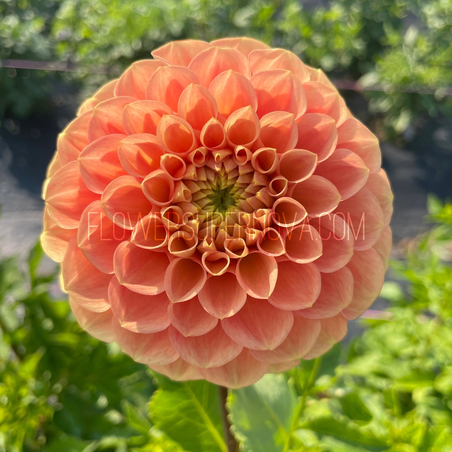 Dahlia Ferncliff Honeycomb