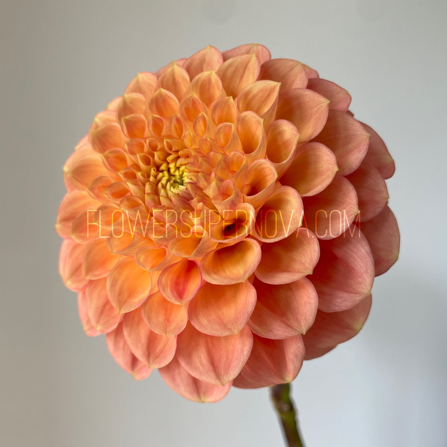 Dahlia Ferncliff Honeycomb