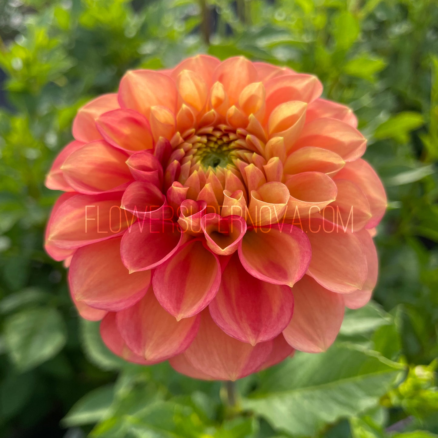 Dahlia Ferncliff Honeycomb