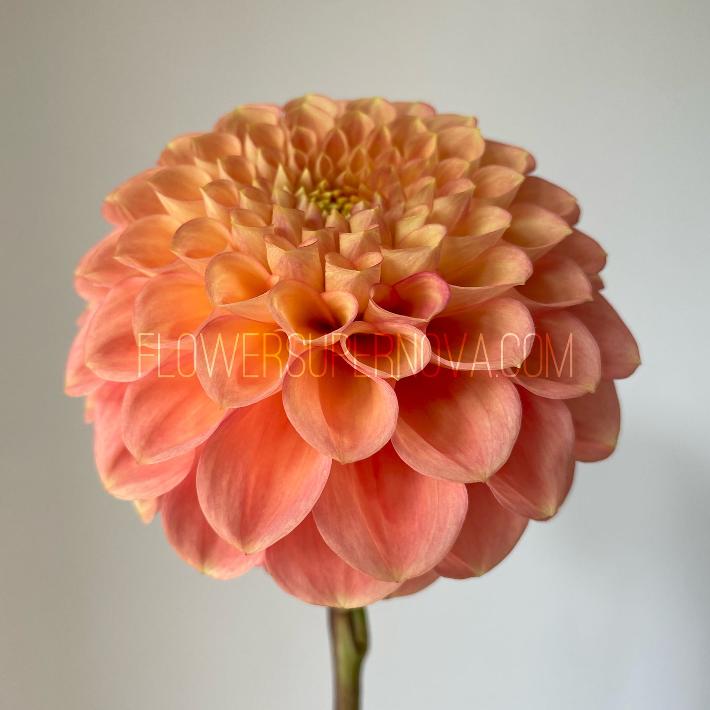 Dahlia Ferncliff Honeycomb