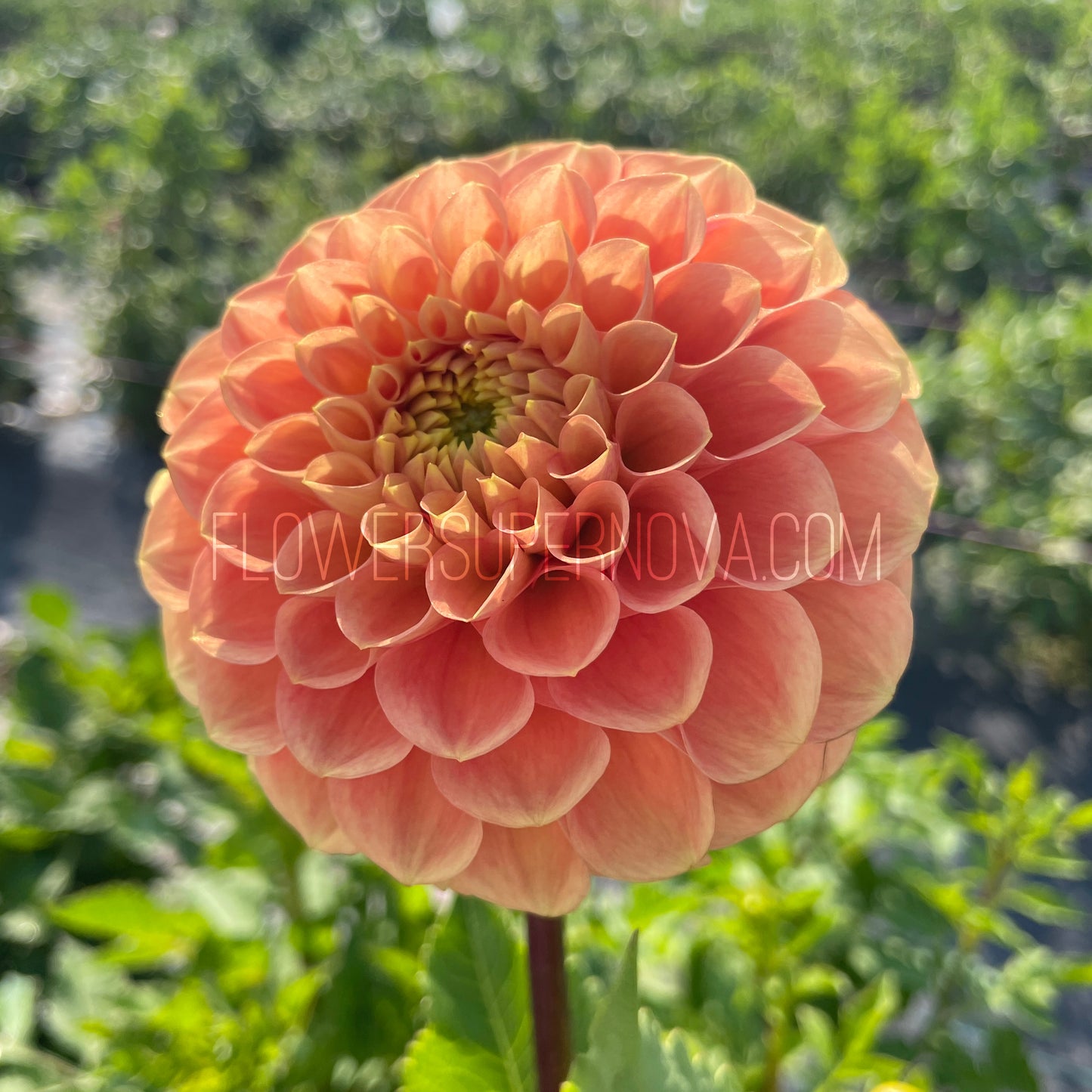 Dahlia Ferncliff Honeycomb