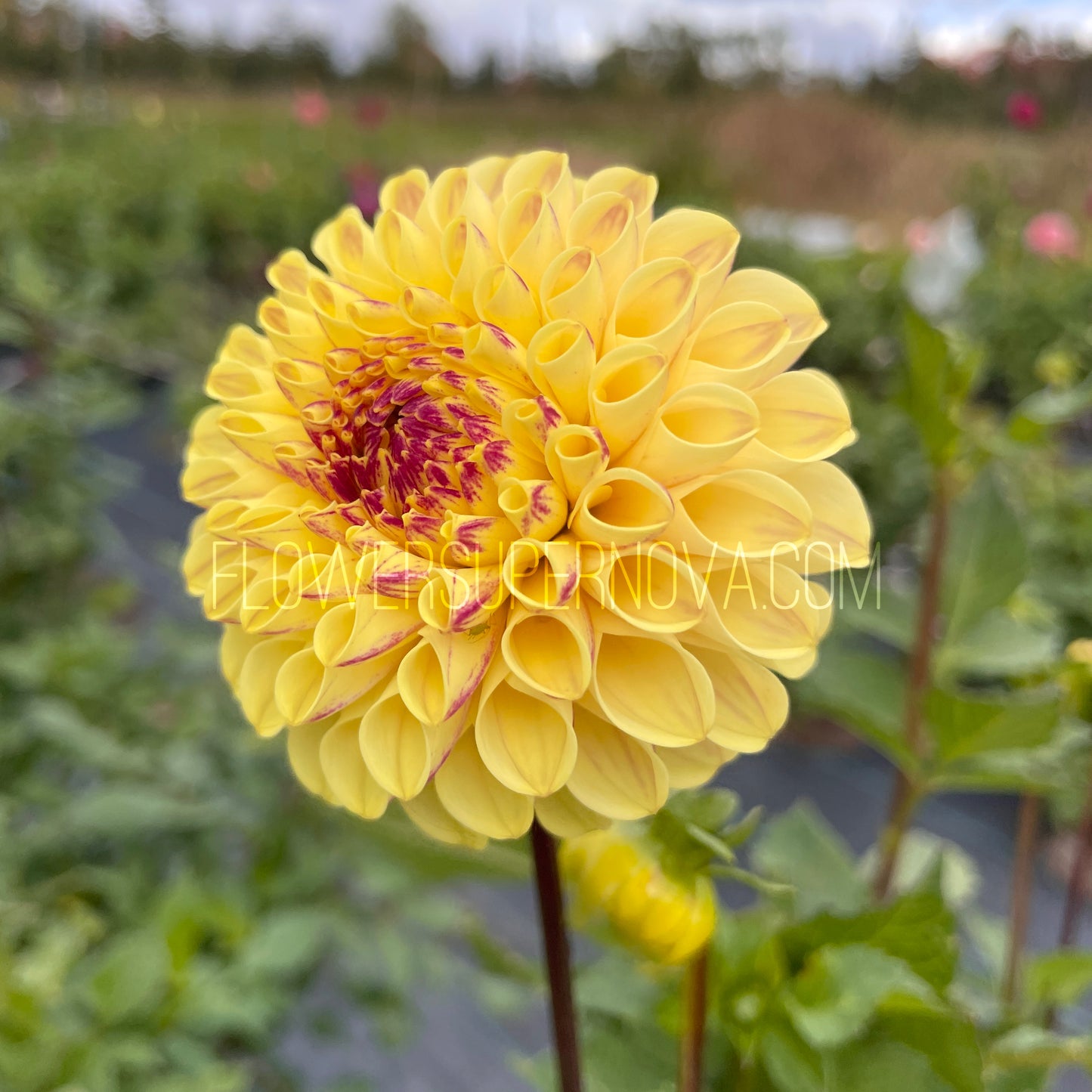 Dahlia Ferncliff Spice